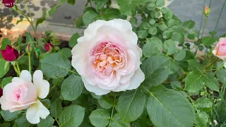 [David Austin] Emily Bronte in Luna's Rose Garden 2023.5.15