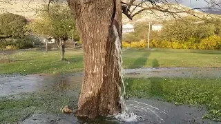 Miracle? Mysterious water gushes from a tree in Montenegro and Nigeria 2018