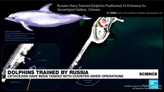 War in Ukraine: Russia trains dolphins to patrol Crimean port of Sevastopol • FRANCE 24 English