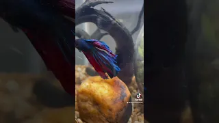 Betta fish adapts to his home makeover ￼