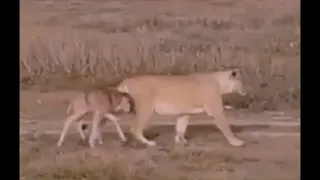 A Lion walking with a baby Wildebeest before it realized it