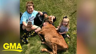 Cow deemed too tiny for slaughter adopted and loved by family who raised him