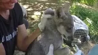 Mexican wolf pups have their first check-up