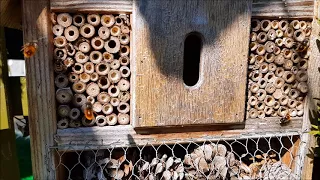 Mauerbienen verteidigen ihre Larven.