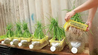 Try growing onions in water and the results are amazing