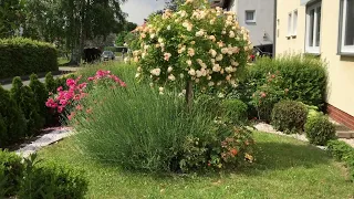 Розы в саду 2020 Маленький сад перед домом