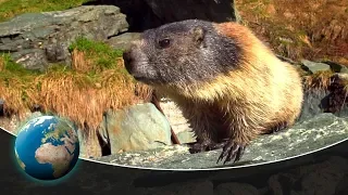 Curious marmots in the Alps