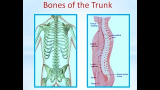 Skeletal system bones of trunk part 3|Why is the trunk important? #Skeletal system bones of trunk