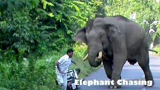 #Behavior# & #chasing# Of #Elephant# (part-1)#animallover