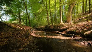 Forest stream sounds of nature | white noise of nature | birds singing