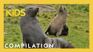 What do Animals Think?! | Animal LOL | Nat Geo Kids Compilation | @natgeokids