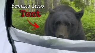 Bear Breaks Into Tent And Attacks Young Camper