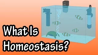 Homeostasis - What Is Homeostasis - What Is Set Point For Homeostasis- Homeostasis In The Human Body