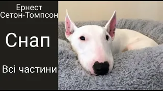 5 клас. Ернест Сетон-Томпсон "Снап". Всі частини в ОДНОМУ відео. Аудіокнига Онлайн📚