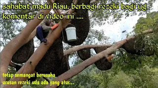 panen madu Sialang/tualang Datuk Kampar.#madu #asli #hutan #pelalawan #riau