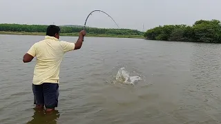 🎣 Big piranha fish catching |piranha Red bellied| piranha fishing| Rupchand fishing |village fishing