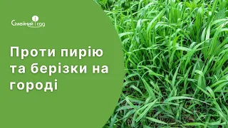 Як вивести пирій та берізку з городу.