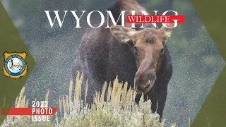 Wyoming Wildlife Photo Contest Winners - 2022