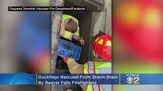 Ducklings Rescued From Storm Drain By Firefighters In Beaver Falls
