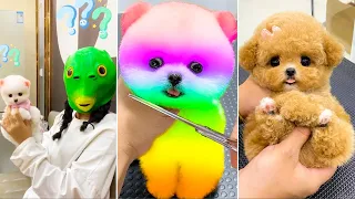 Cute Pomeranian Puppies Doing Funny Things #16 🐶 Cute and Funny Dogs 2024 😂 VN Pets