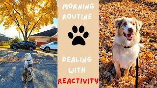 Australian Shepherd | Morning Routine