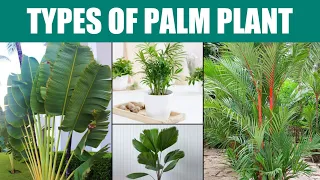 10 Popular Types of Palm Trees (Can Grow Indoors)