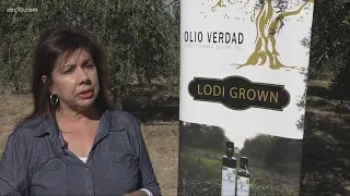 Lodi family with 300 olive trees in backyard start olive oil business