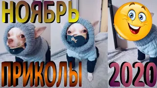 ПРИКОЛЫ 2020 САМЫЕ НОВЫЕ!!!!СМОТРЕТЬ ПРИКОЛЫ 2020!!!#31