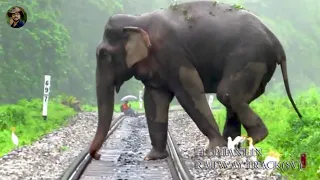 Elephant in Railway Track(Summary Version).