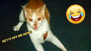 🐾Hilarious Cats & Dogs 2023😂 Funniest Pets Moments🐱🐶 v2