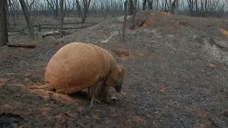 Спасти броненосца