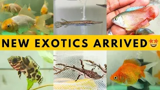 🤩most rare collection arrived🎁must watch this video💯#new#aquarium#unboxing#fish #exotic#beta#tirupur