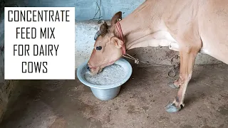 How to increase milk production in Dairy Cows / Concentrate Feeding mix for cow / Dairy farming