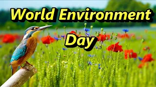 World Environment Day/5th June world environment day/Why do we celebrate world environment day?