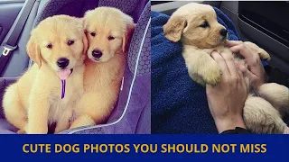 Cute dog photos | Cute puppies images | Dog photos dog pictures | Small dogs playing together | P37