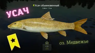 Русская рыбалка 4 о. Медвежье УСАЧ Russian fishing 4 (РР4) Lake Bear Barbel