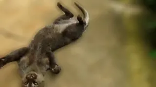 Playing with a rescued jaguarundi