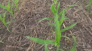 Подкормка кукурузы карбамидом, спешим до дождя
