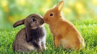 Кролики - смешные и милые зайчики. Видео Подборка - [NEW HD]