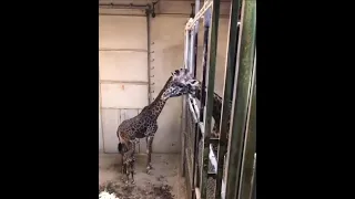 Father Giraffe visits newly born baby giraffe and mother