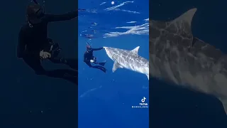 How to redirect a Tiger Shark @ocean.ramsey @andiana_marine #shark #diver