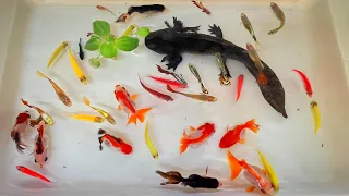 Catch Beautiful Ornamental Fish, Axolotl, turtle, Betta, Tetra, Radtang, Oranda, Molly, Spadefish