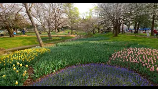 東京の昭和記念公園の散歩・桜とチューリップ・5.7K HDR リマスター