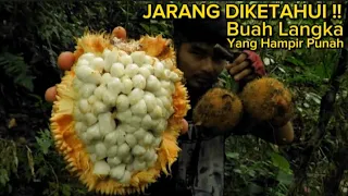 Mencari Buah Hutan Langka❗❗