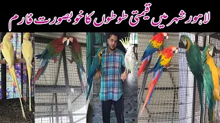 Visited at Wasim Shafiq Birds Farm in Lahore Pakistan  Macaw I Cocktail I Yellow Kashmiri I Cockatoo