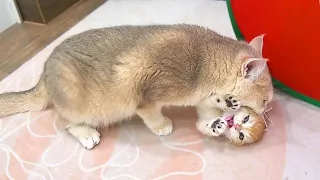 A cute kitten runs away from the excessive attention of its mother cat