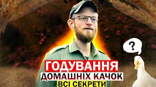 #качки  -  Секрети успішного годування качок: швидке набрання ваги та смачне м’ясо в домашніх умовах