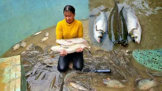 Leveling the land, draining the pond to prepare for the next fish crop - farm life