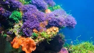 Do Corals Need to Eat? | Aquarium Care