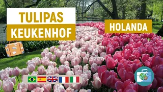 As Tulipas de Keukenhof na Holanda